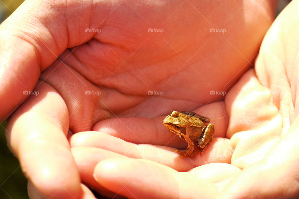 nature tiny frog hands cupped by jimfilum