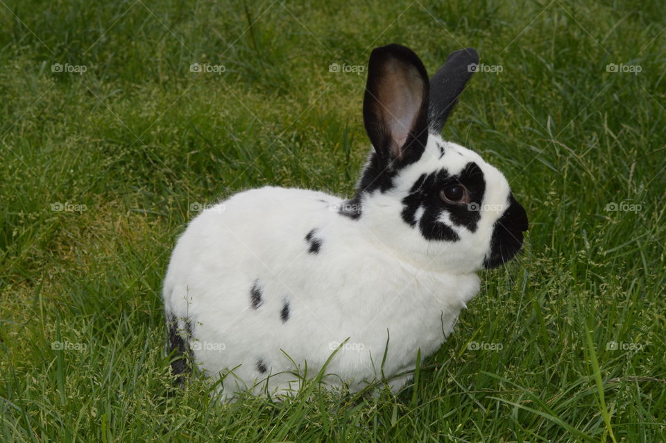 Animals having a hay day