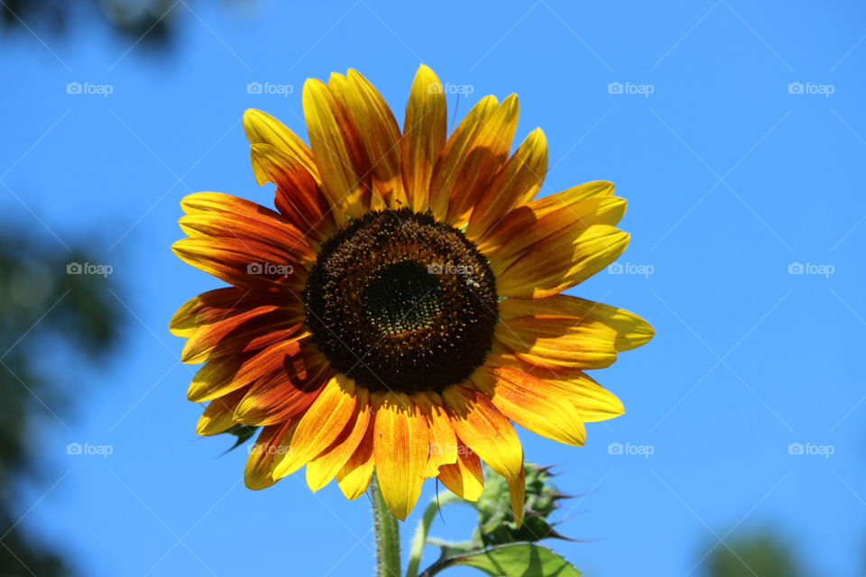 Good morning sunshine