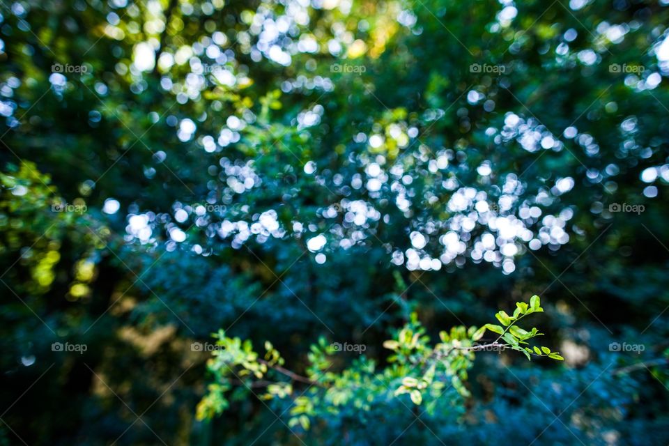 Tree, Desktop, Leaf, Nature, Wood