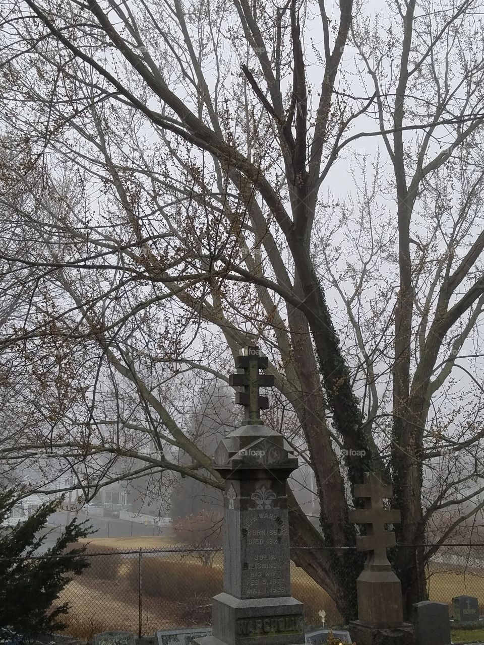 Tree, No Person, Wood, Winter, Landscape