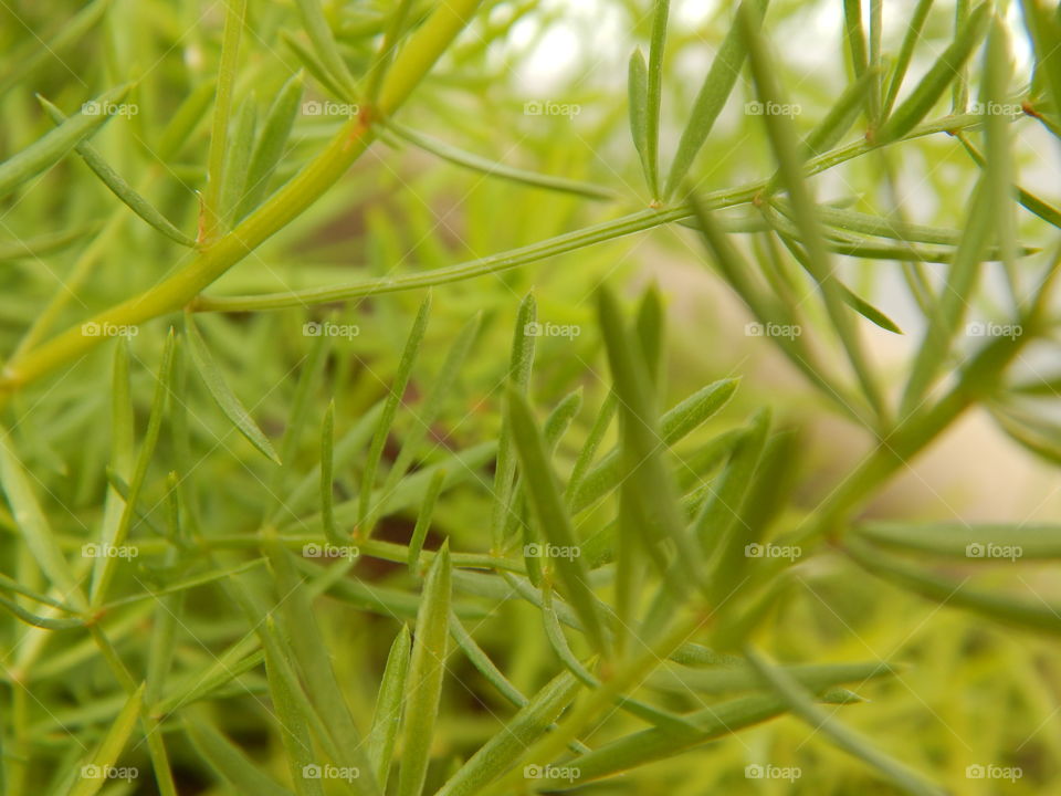 plant closeup