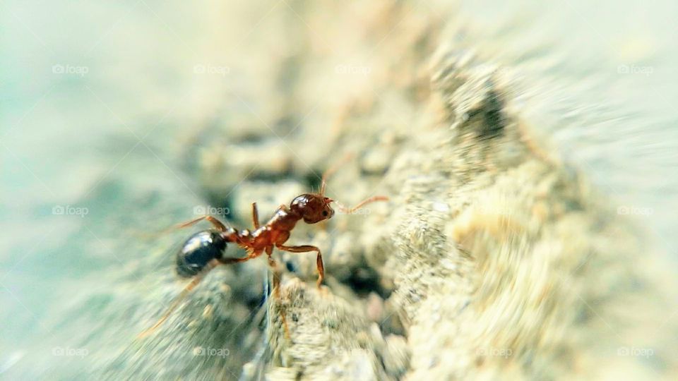 ant at home