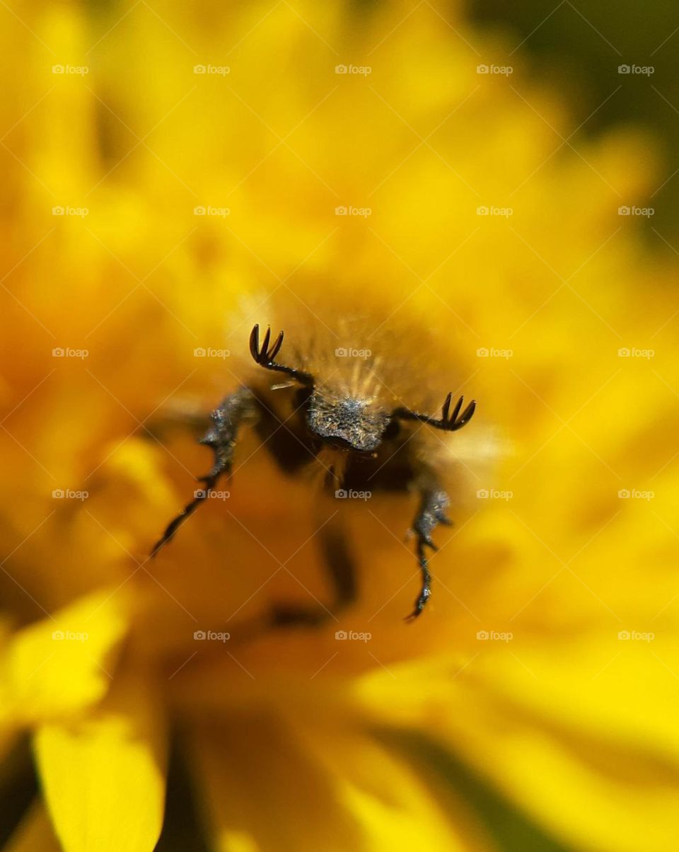 macro photo of a smiling beetle with long whiskers covered in pollen, basking in a dandelion flower