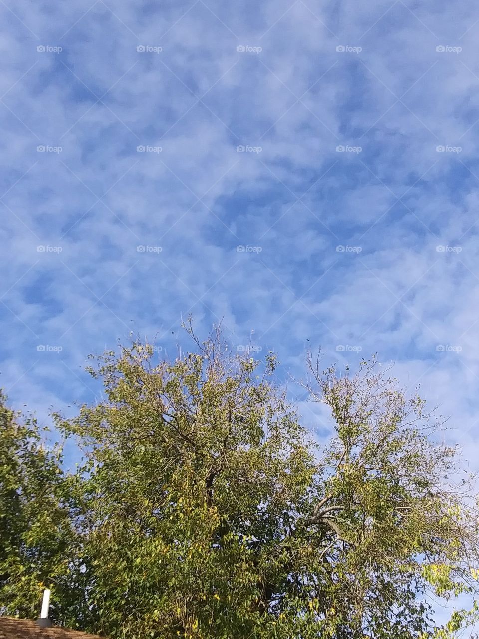 light clouds above trees