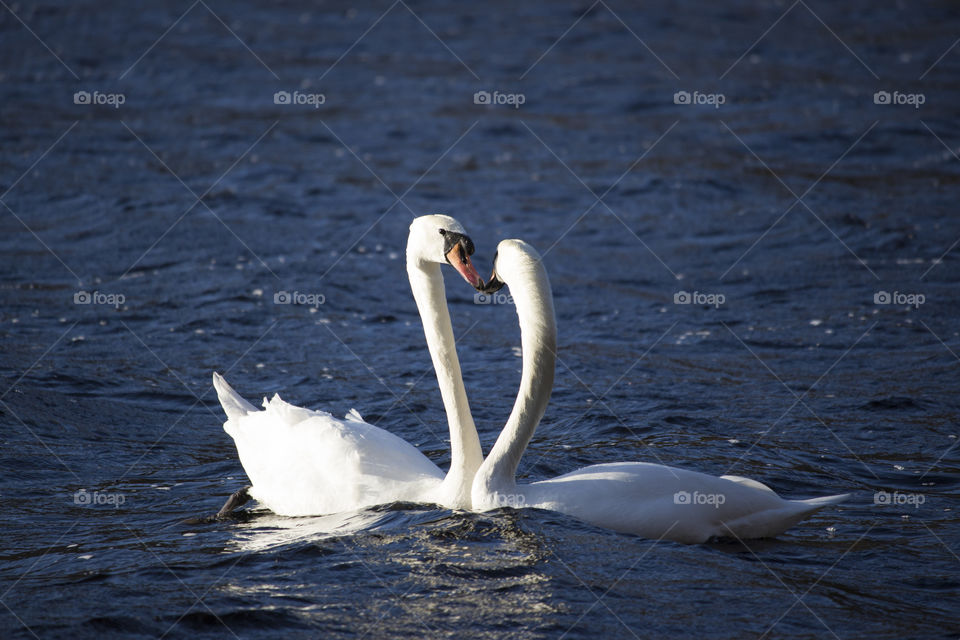 Two swan swimming in lake
