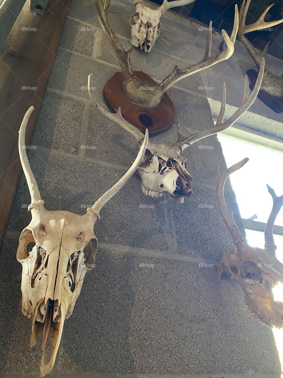 Deer skull & Antler Collection