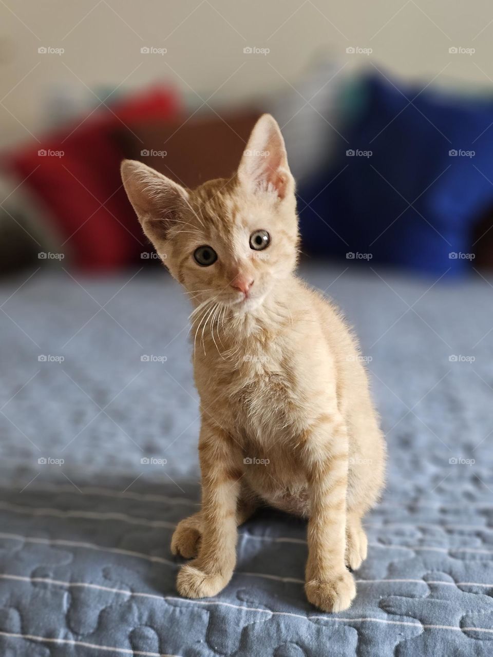 Pets. Have you decided yet on adopting one? Cats make for wonderful pets for households of all ages.  Playful,  curious kittens,  adapt rapidly and soon become a family member. They are wonderful companions and are very independent.