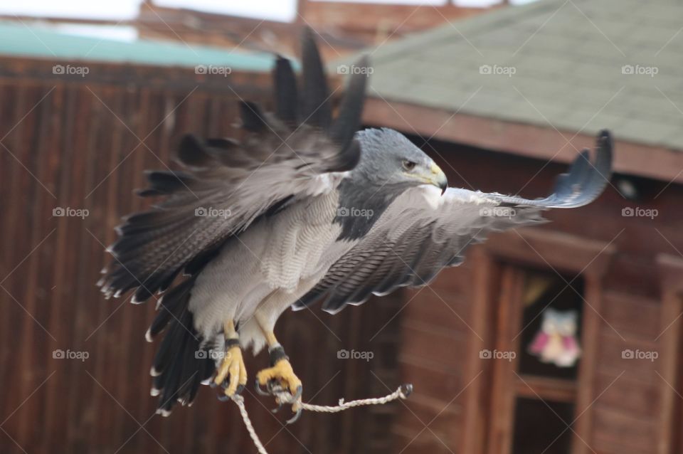 gray hawk landing