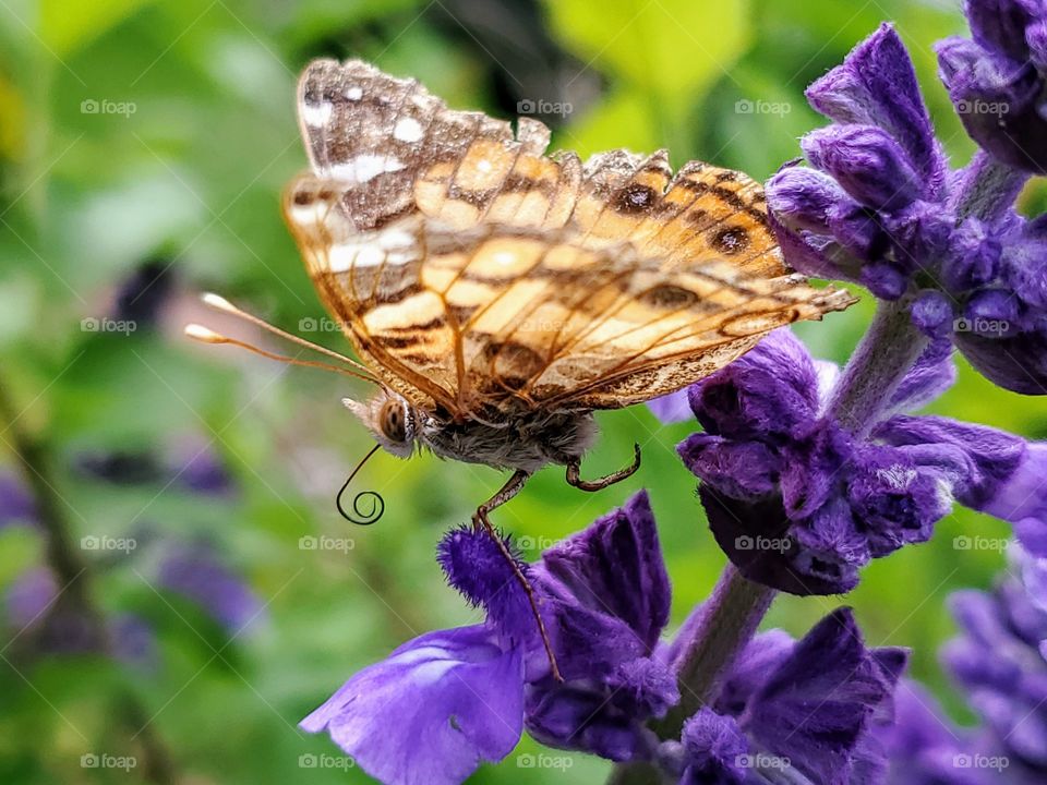 Close up of a beautiful Spring butterfly stepping down on purple petals.