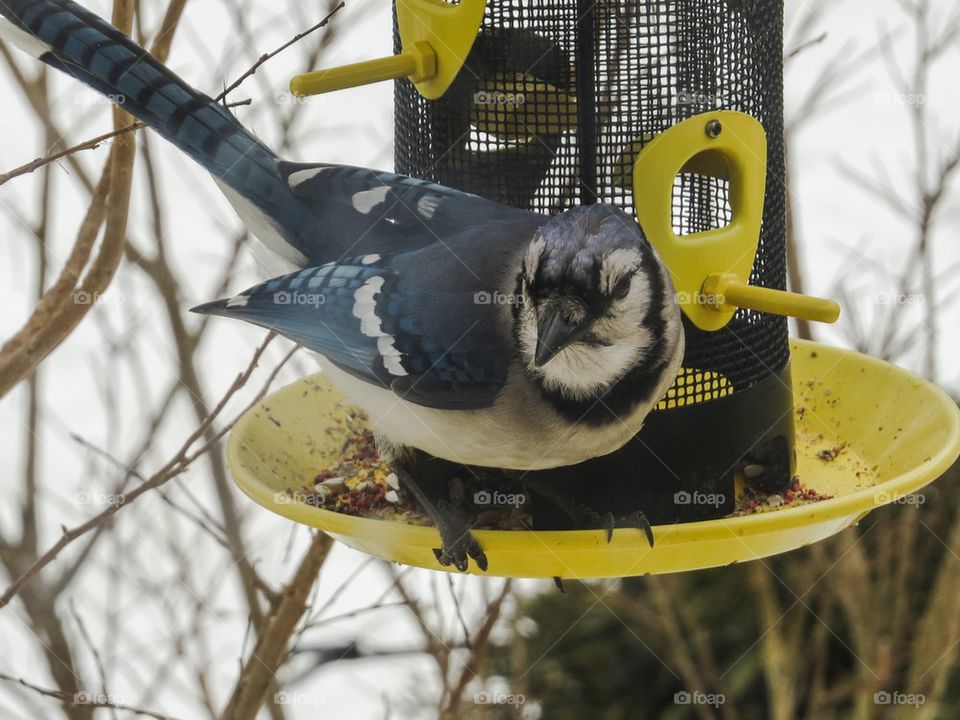 Bluejay