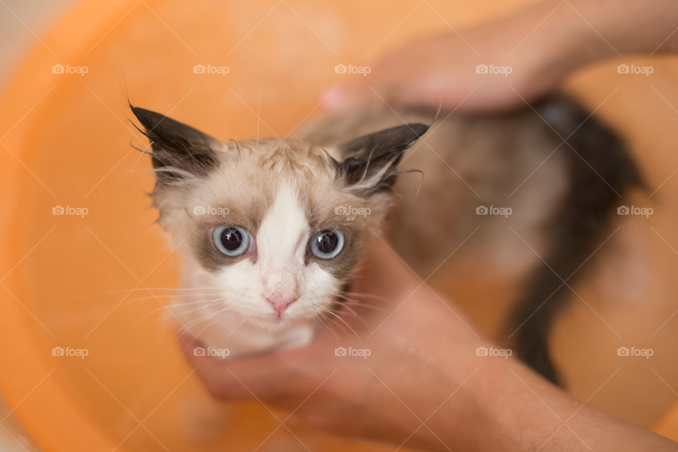 Kitten ragdoll in shower 