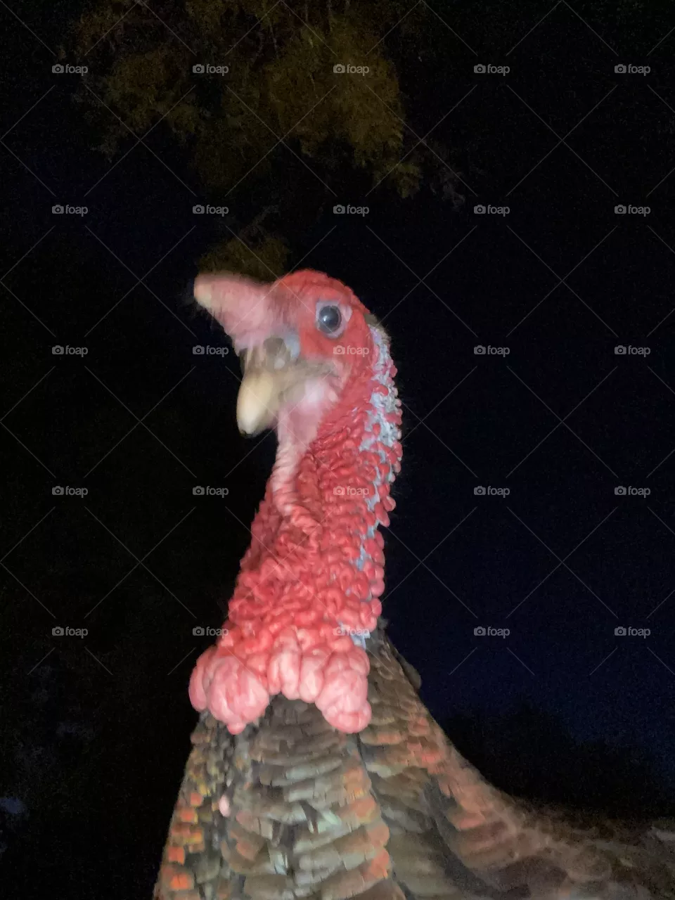 Tom the turkey
