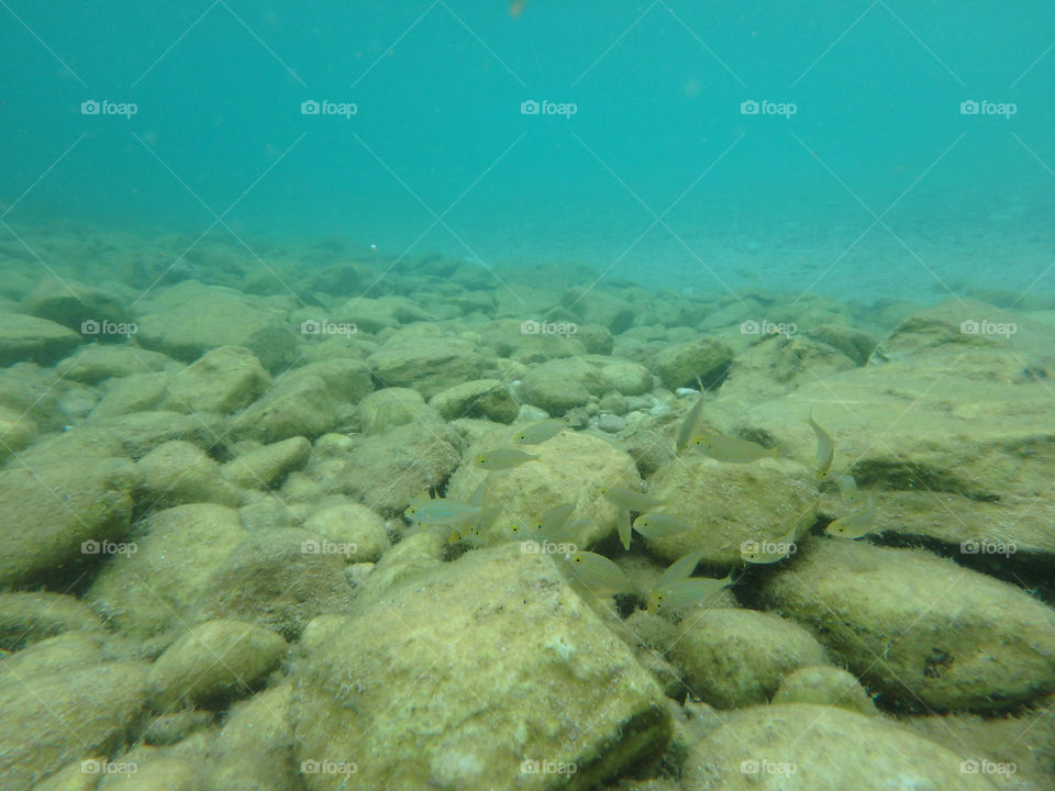 bottom of the sea. bottom of the sea underwater photo