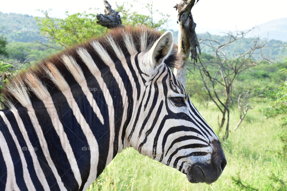A Zebra