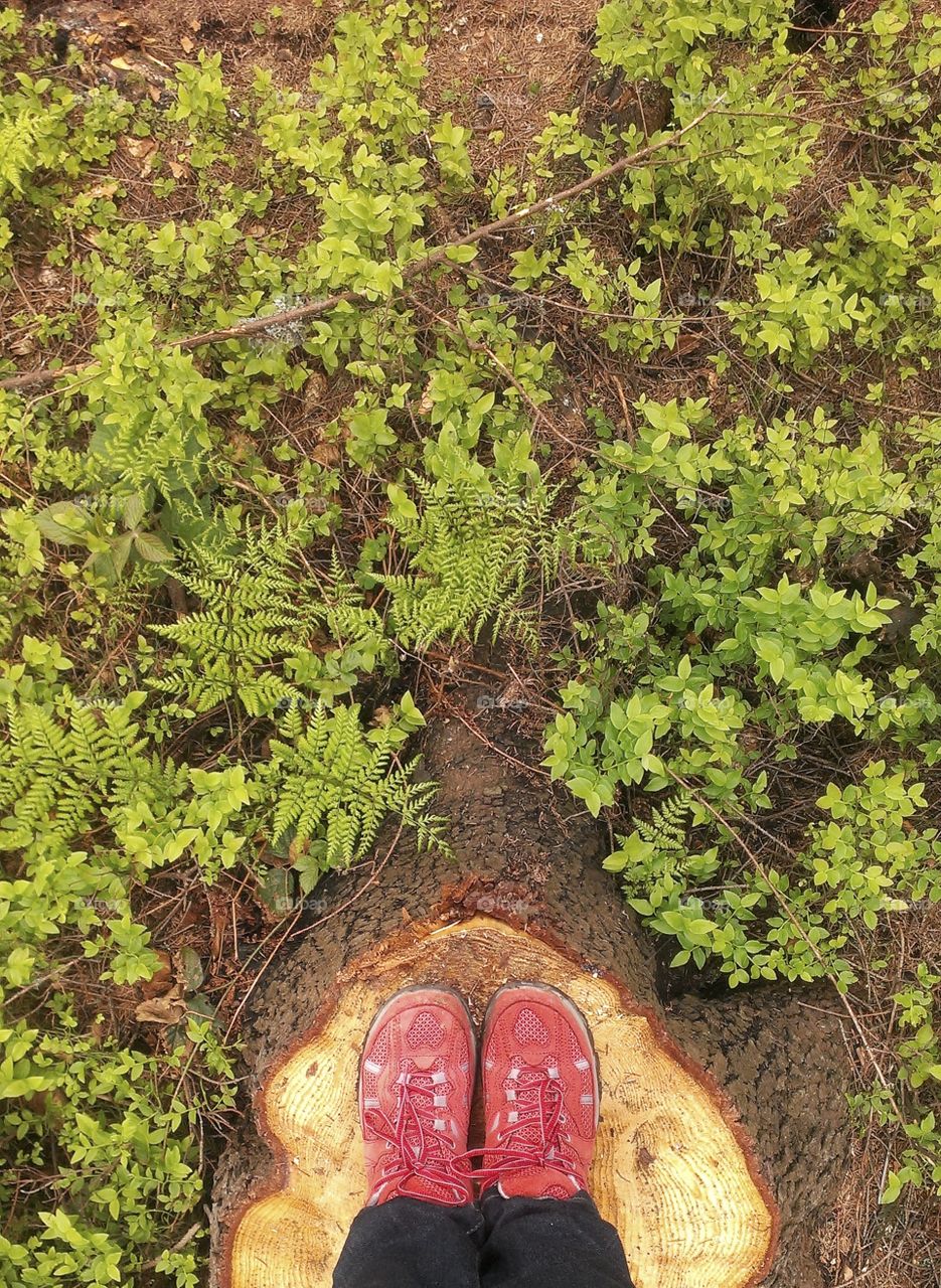 Man Standing On Tree Stump In Forest. Fern background