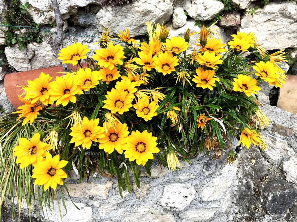 Yellow flowers gilette
