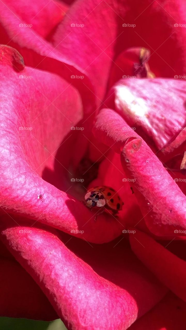 🐞