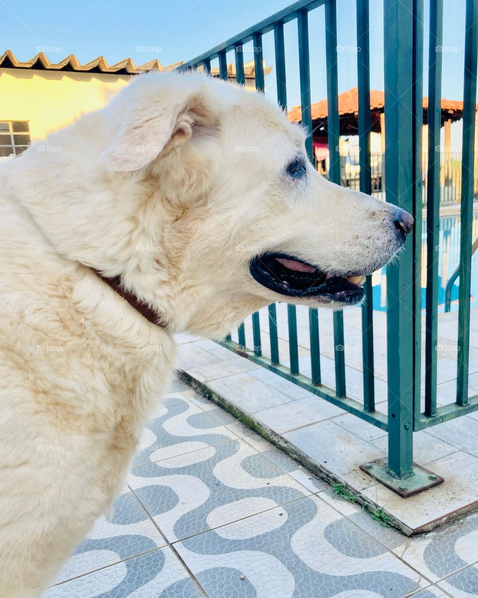 🇧🇷 É muito bom ter um animal de estimação, não? O cachorro sempre é um grande amigo! Esse aqui é o Teddy.

🇺🇸 It's great to have a pet, isn't it? The dog is always a great friend! This here is Teddy.