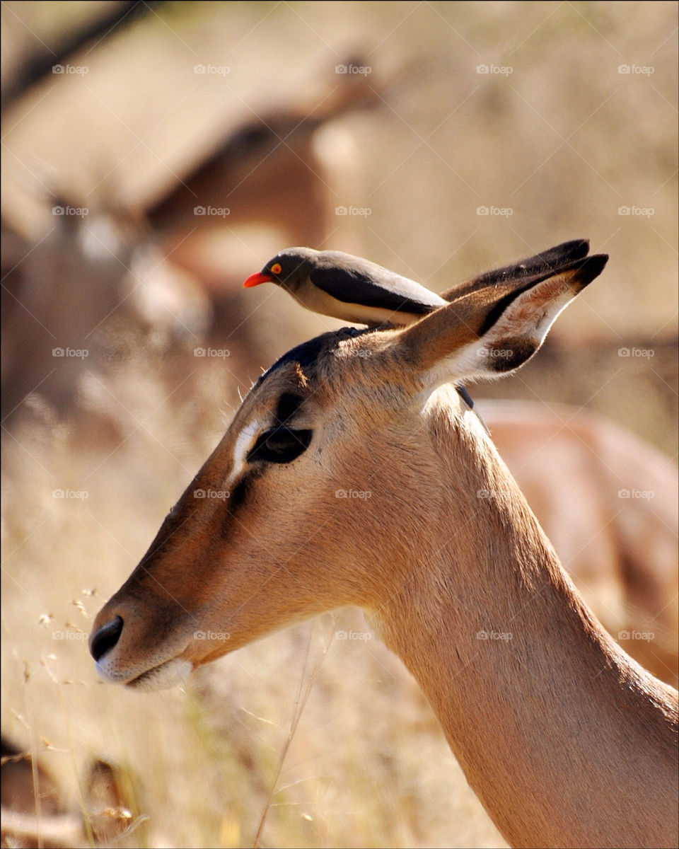 Kruger National Park, Gazelle and Bird