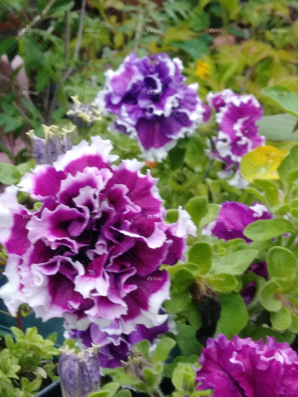 purple white flowers