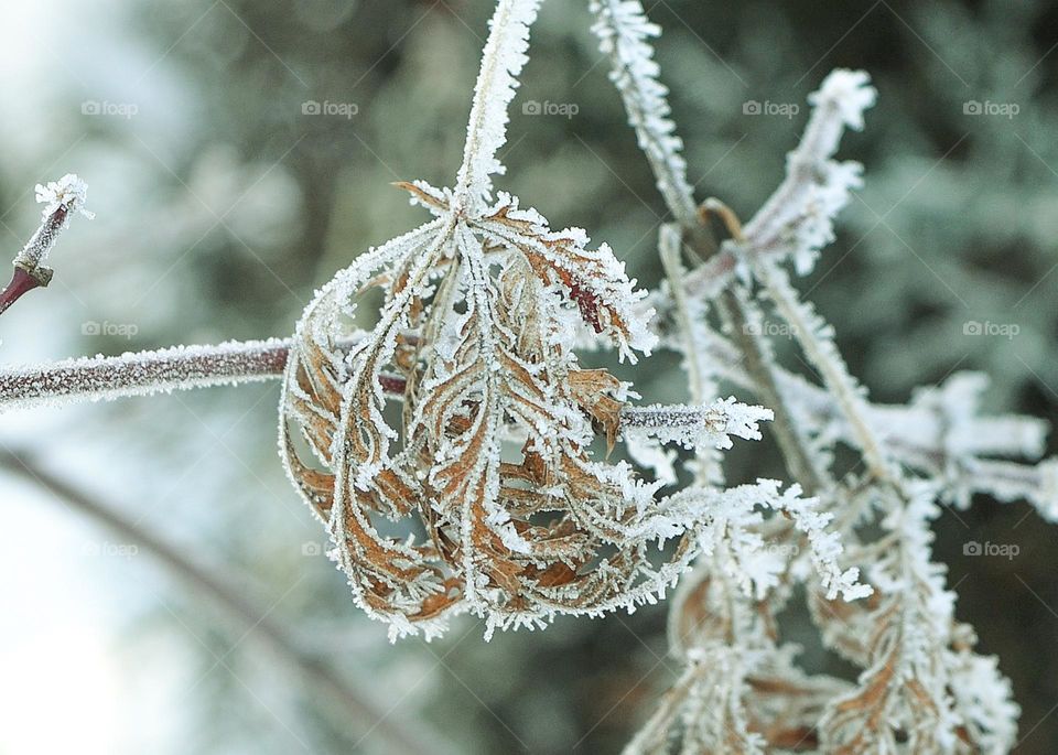 Frozen leaf