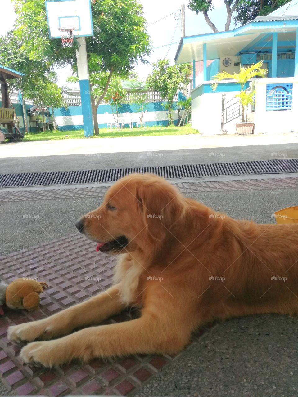 Duke The Golden Doggo