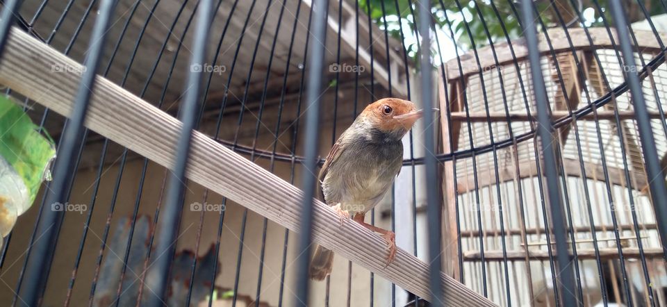 Cinenen gray is a type of songbird with a body length of 10-12 cm. This bird, especially in trade, is also known as prenjak.