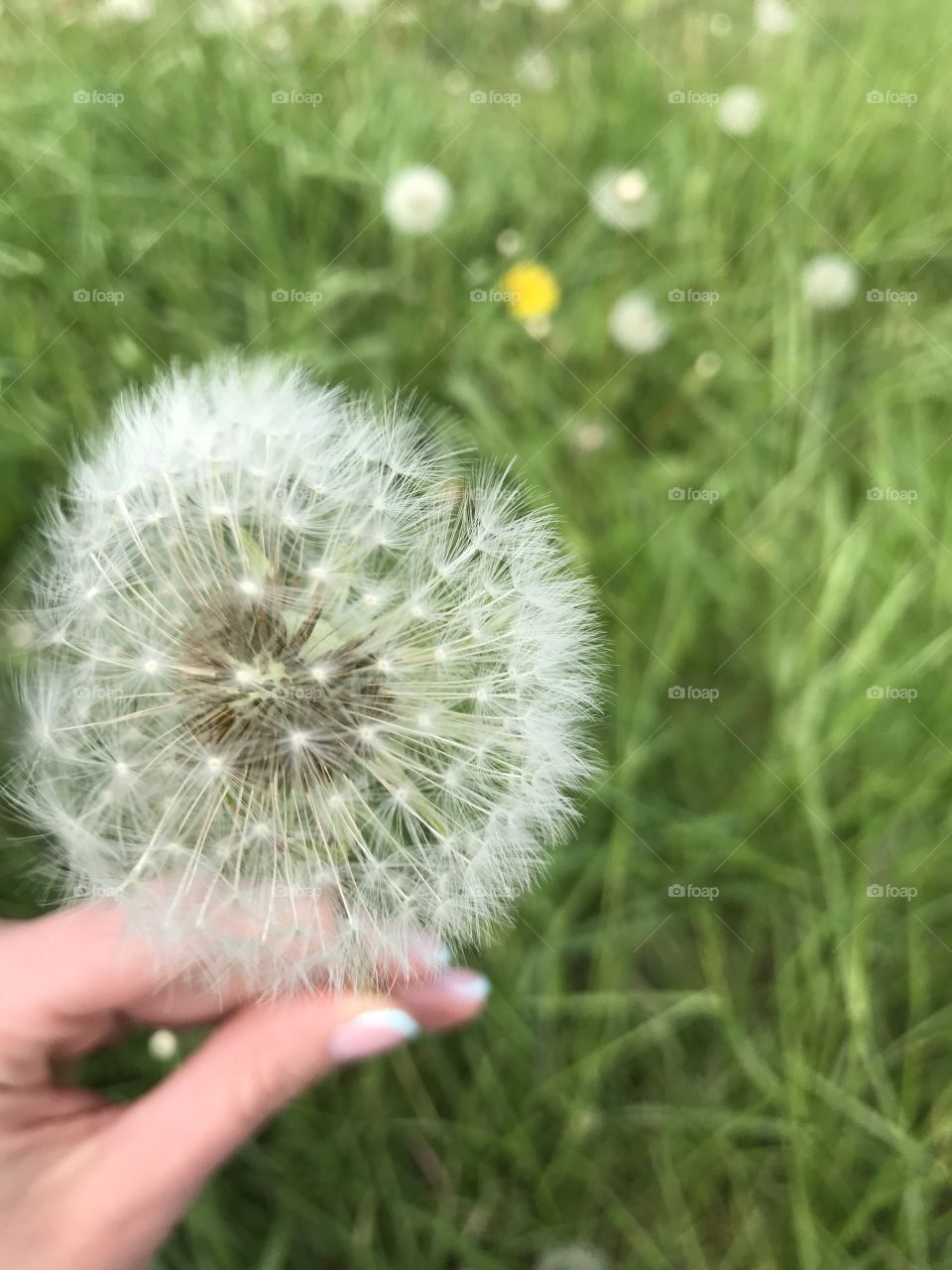 Dandelion 