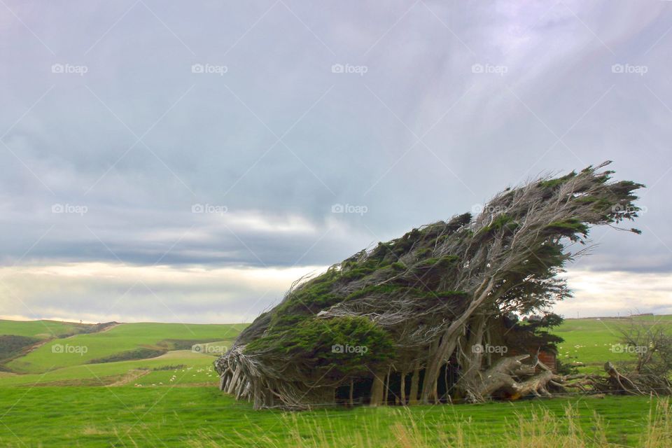 Windswept on the grassy land