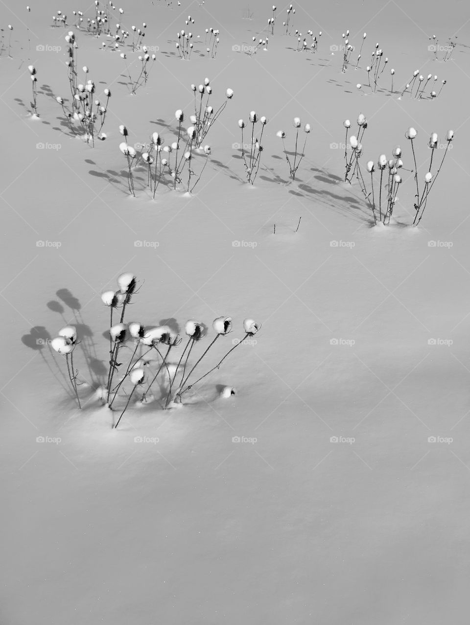 Winter weeds