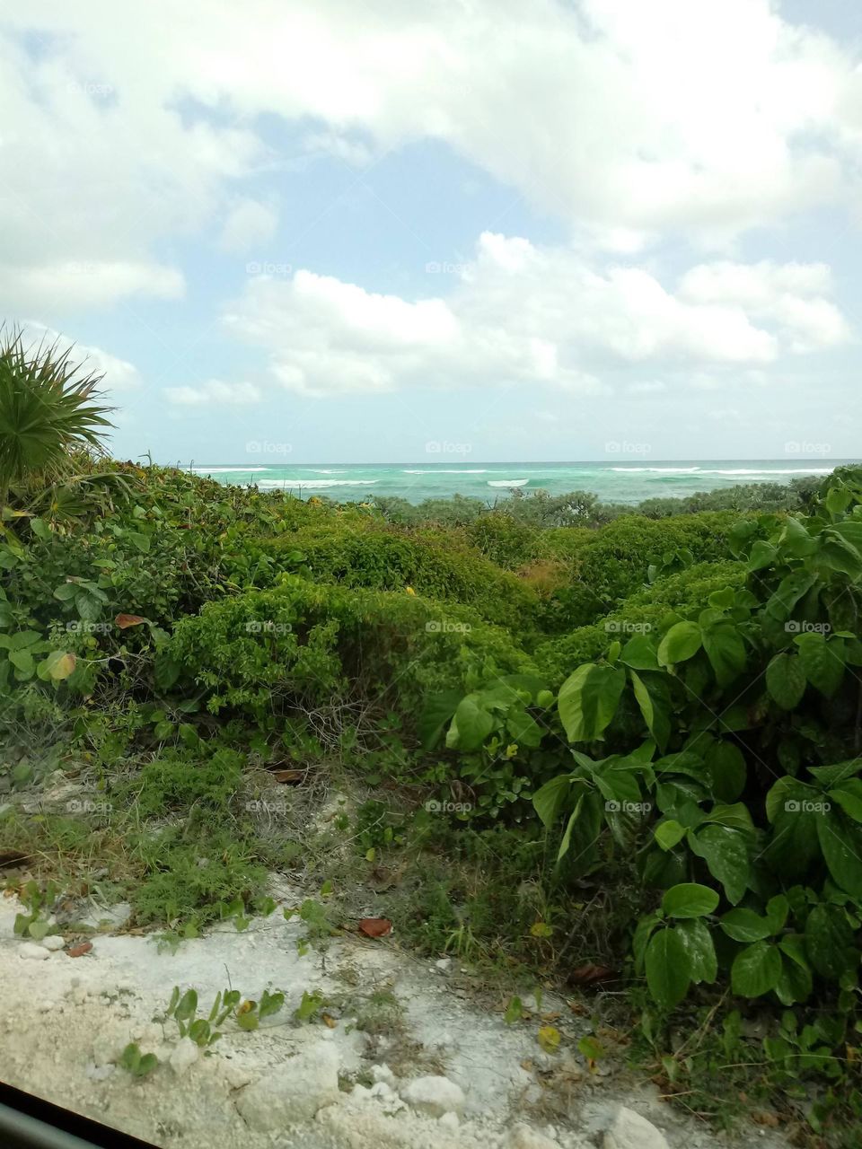 On a island looking over the foliage at the ocean water