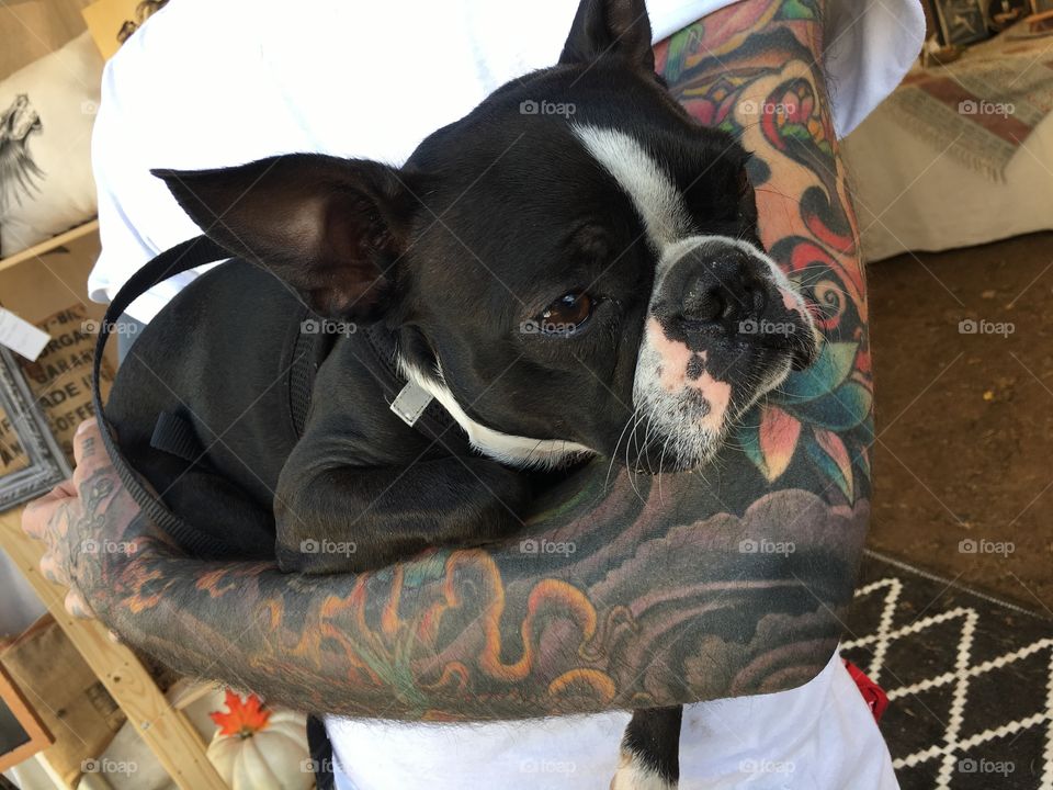 Cute dog with tattooed man