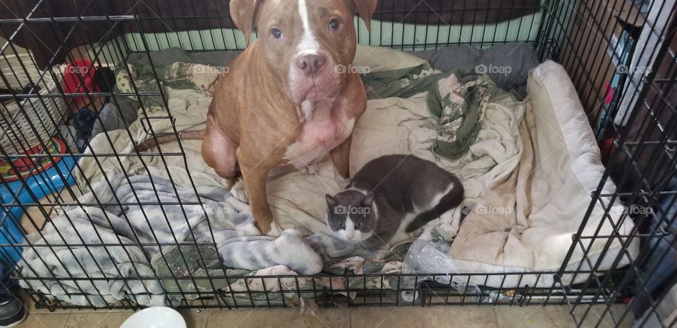 Chance the Dog and Duke the Cat BFFs
