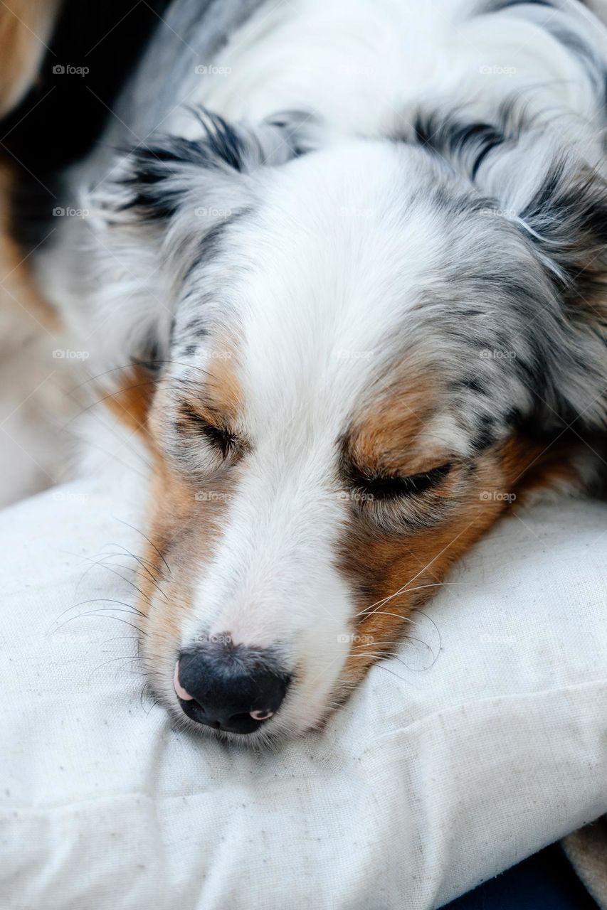 Cute Australian Shepherd sleeps in the bed. Close up portrait of a dog having a nap. Pets acting like humans