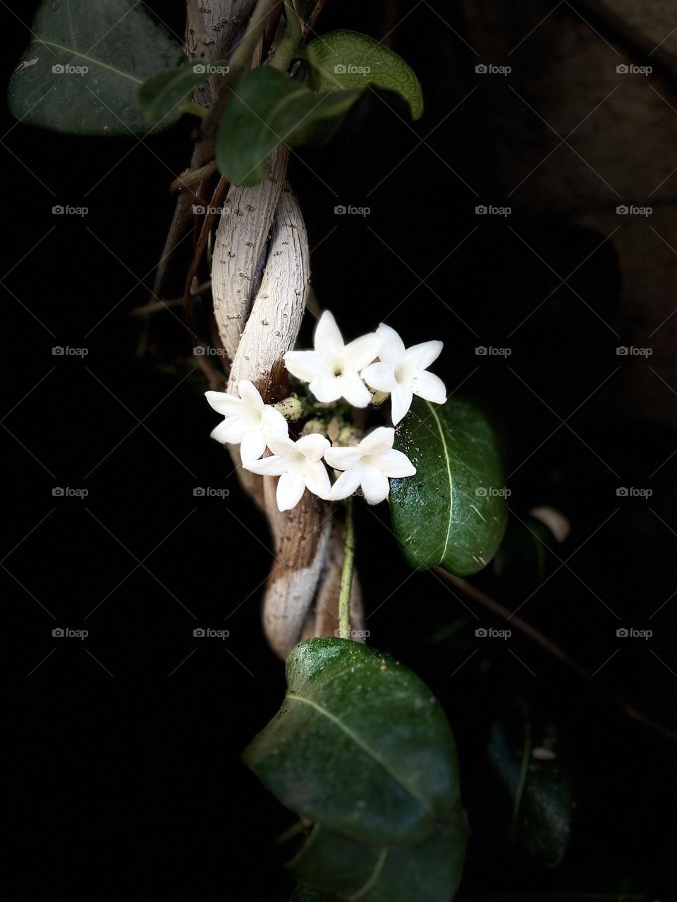 White flowers