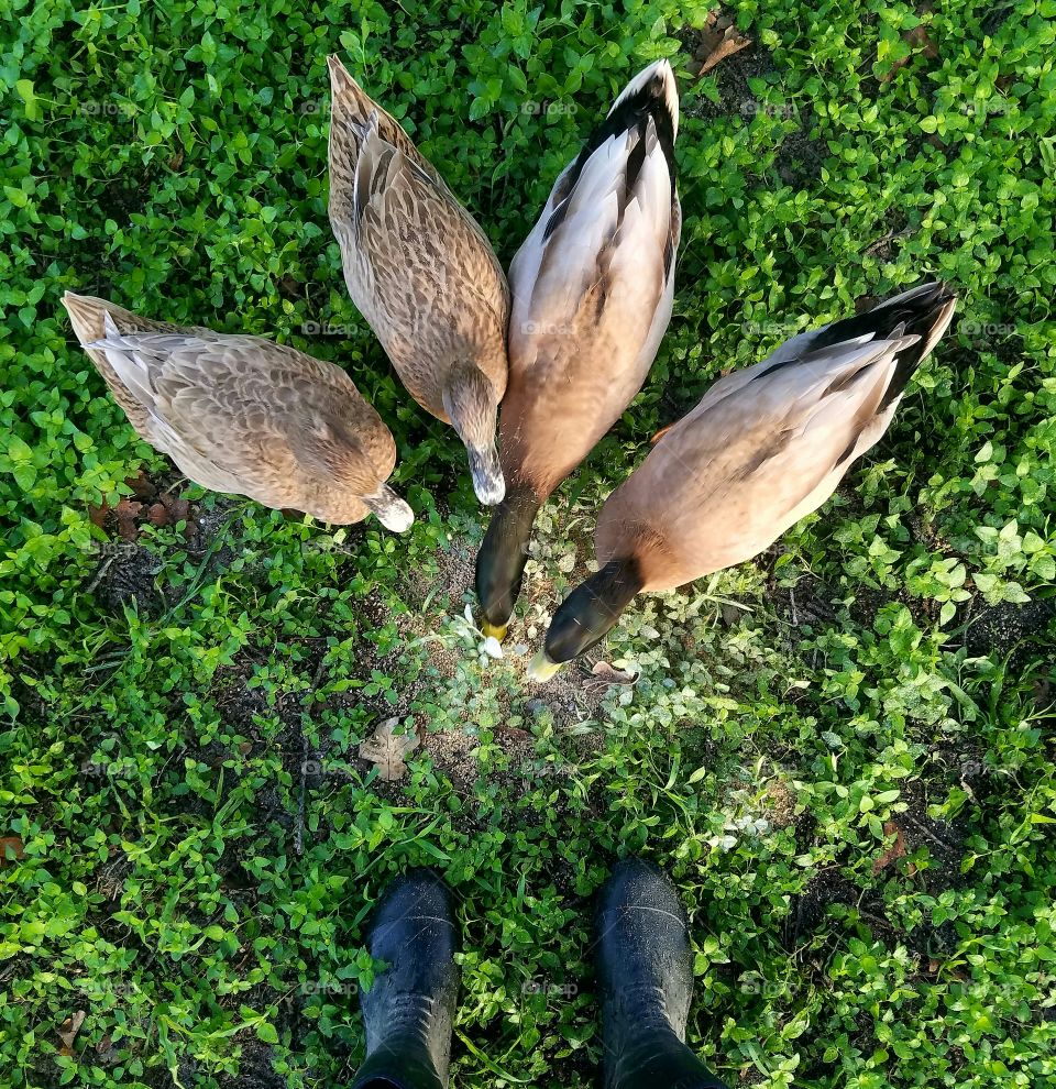 feeding our pet ducks