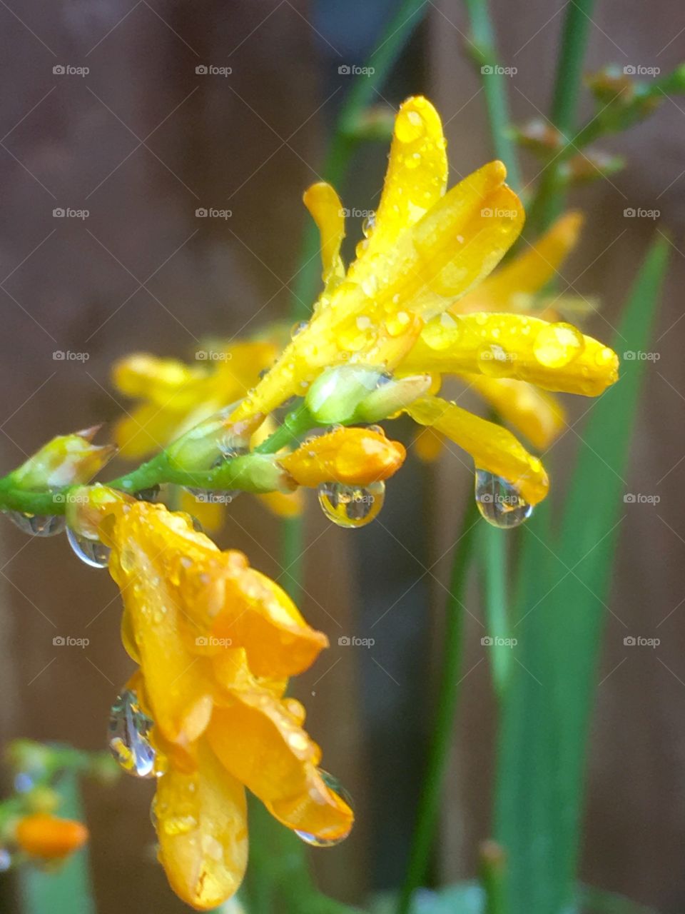 Rain drops & flowers 