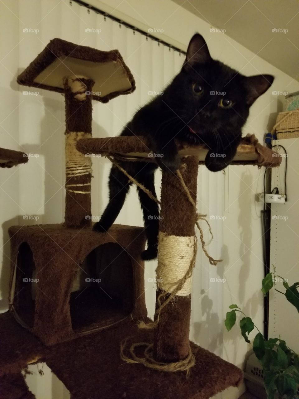 cat tower curiosity