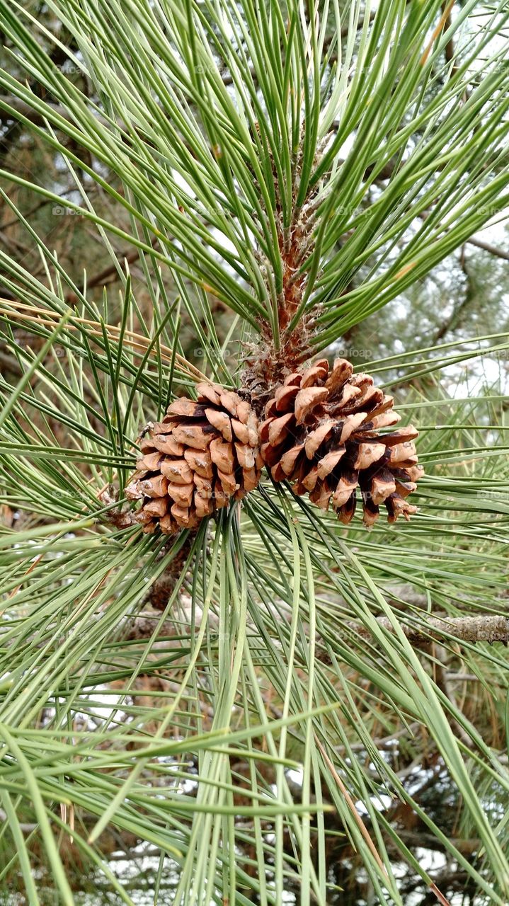 pine cones