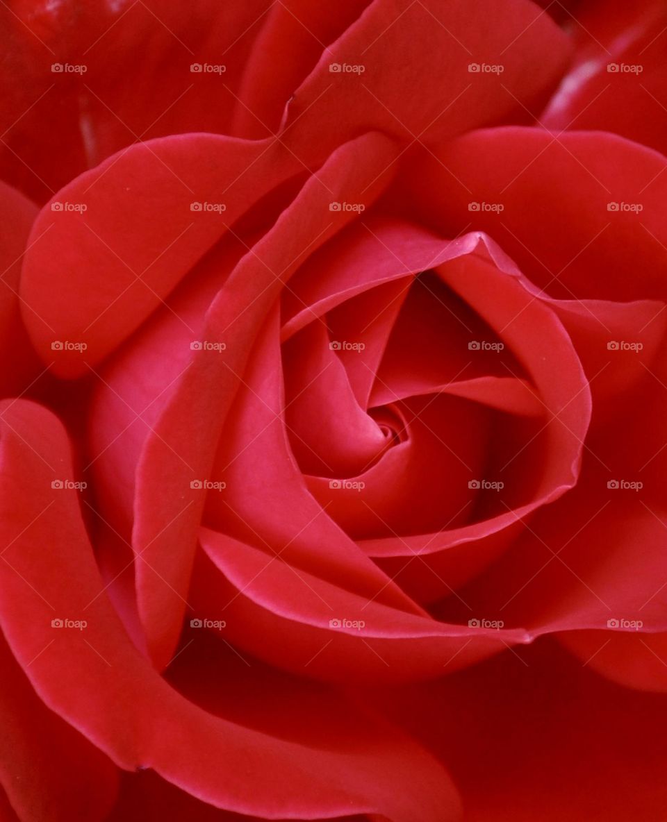 Red rose macro, red rose petals, red rose close up 