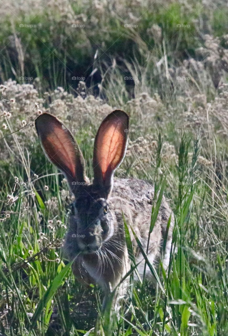 Jack Rabbit - Radar Ears