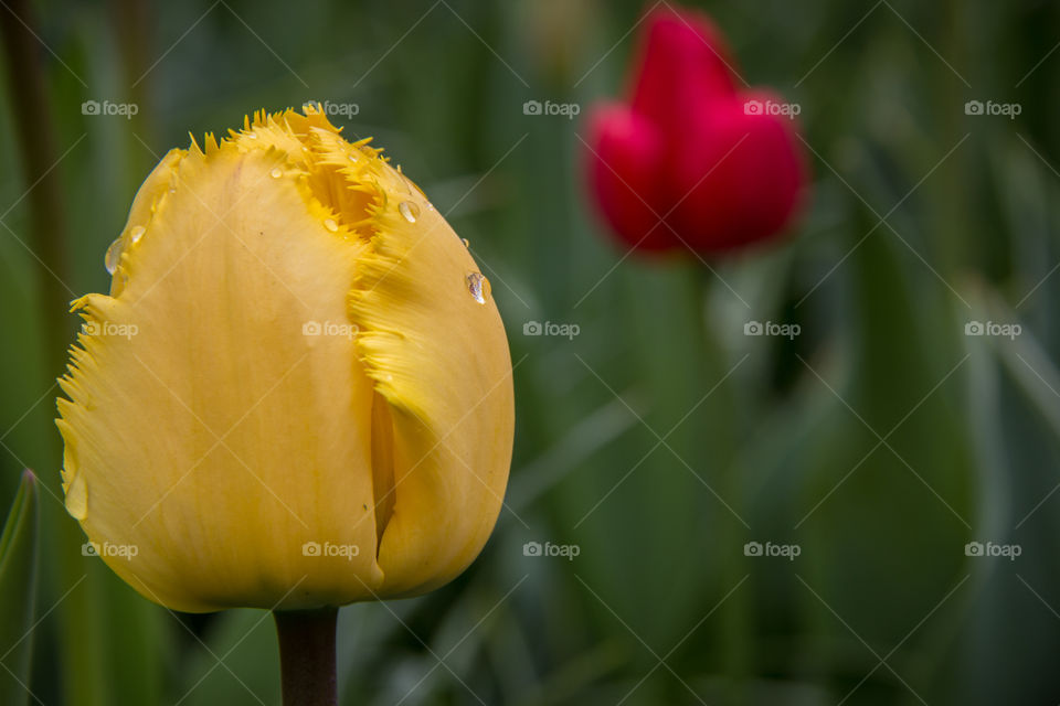 Close-up of a tulip flower