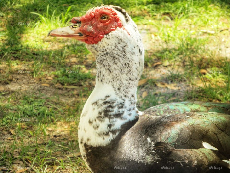 A profile of a duck standing on the grass and looking around at Lake Lily Park in Maitland, Florida.