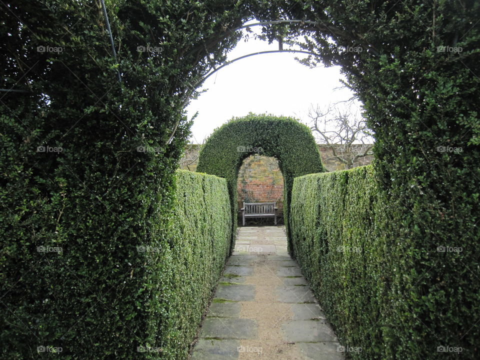 Garden, Hedge, No Person, Tree, Ivy