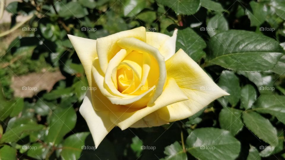 Yellow Rose Closup