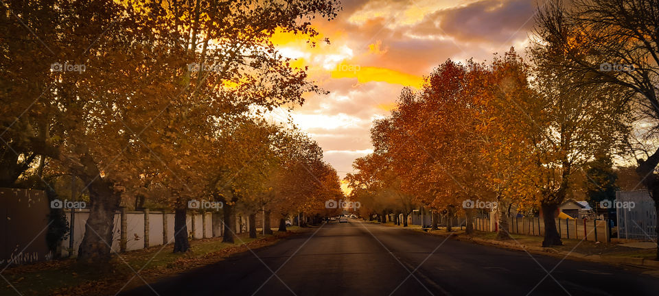 autumn trees with a sunset