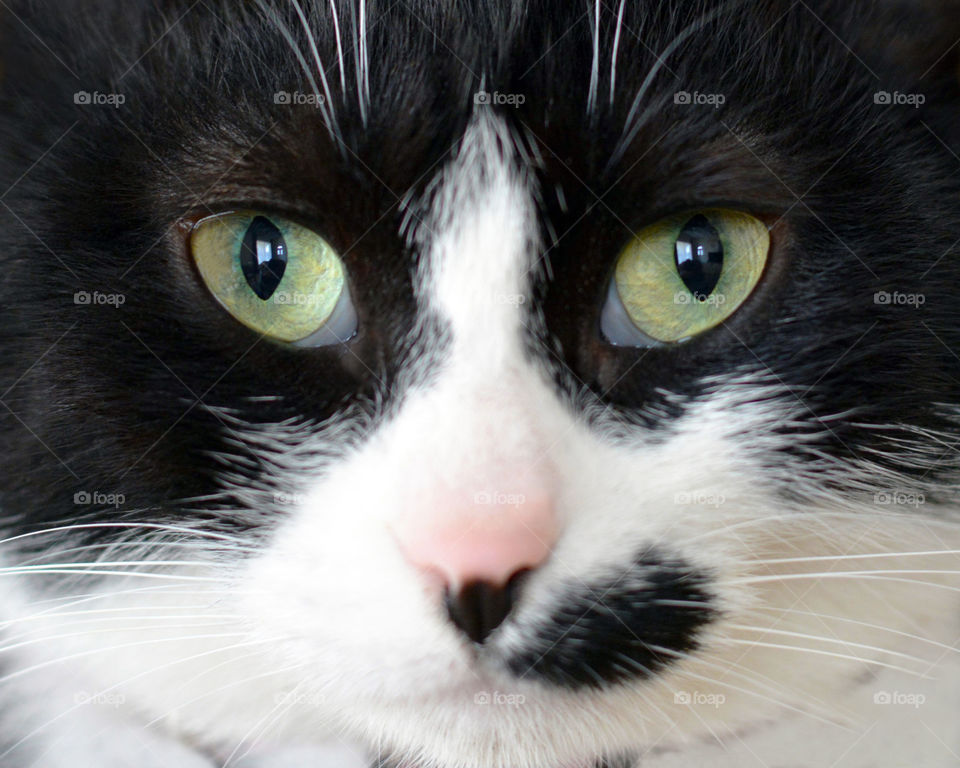 Black and white cat with beautiful eyes.