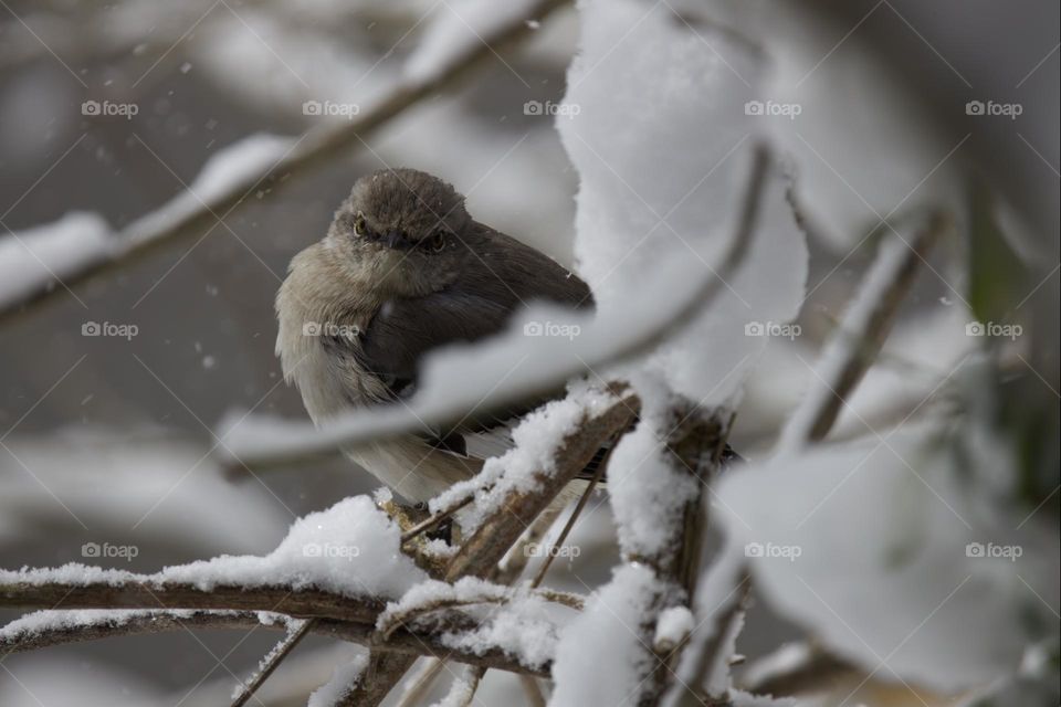 Mockingbird In The Snow