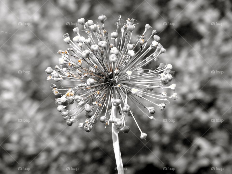 Grayscale flower